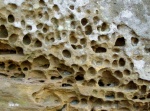 Structure alvéolaire d'une falaise naturelle, Müllerthal